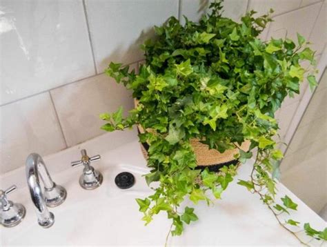 風水メジャー 適合放浴室的植物